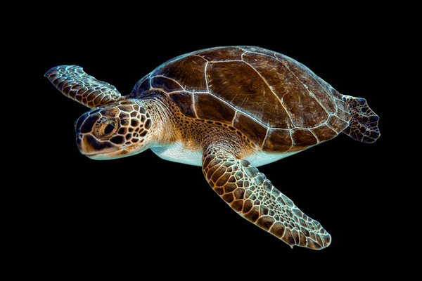 Green Turtle (Chelonia mydas) in the wild