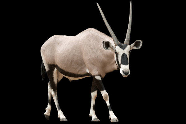 Gemsbok (Oryx gazella) in the wild
