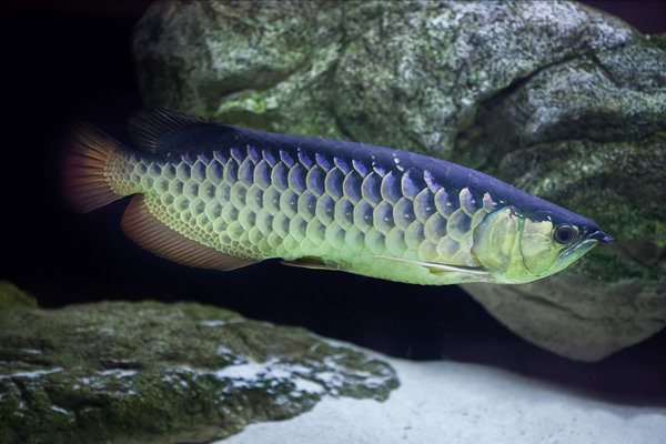 Asian Arowana (Scleropages formosus) in the wild