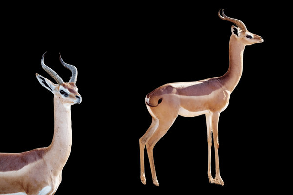 Gerenuk (Litocranius walleri) in the wild
