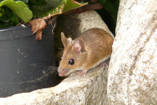 Long-tailed Field Mouse (Apodemus sylvaticus)     in the wild