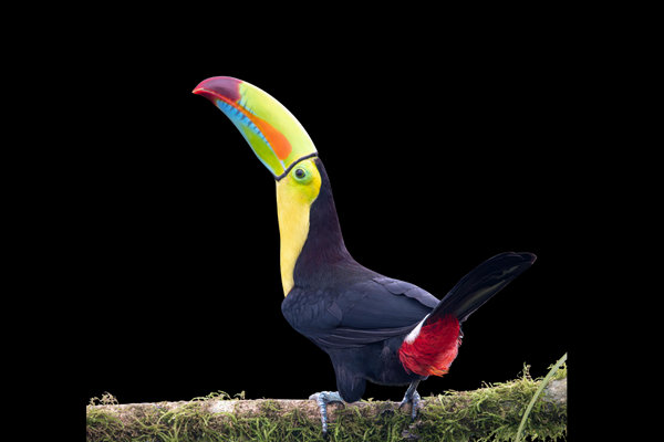 Keel-billed Toucan (Ramphastos sulfuratus) in the wild