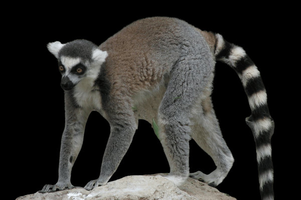 Ring-tailed Lemur (Lemur catta) in the wild