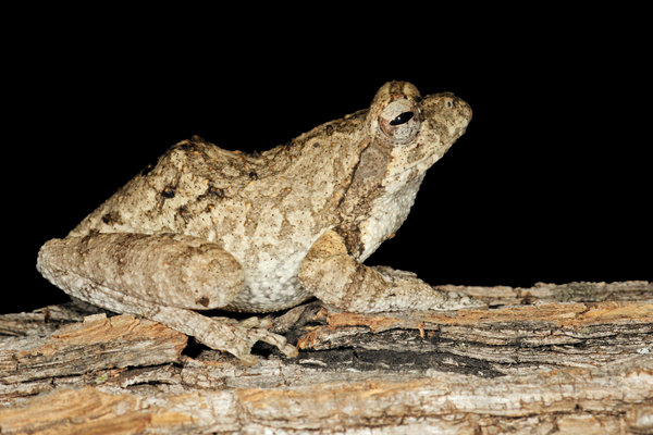 Foam-nest Tree Frog (Chiromantis rufescens) in the wild