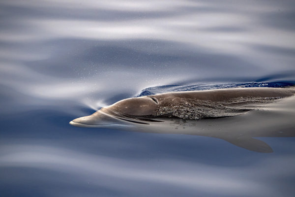 Cuvier's Beaked Whale (Ziphius cavirostris) in the wild