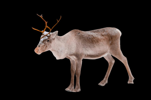 Reindeer (Rangifer tarandus)                      in the wild