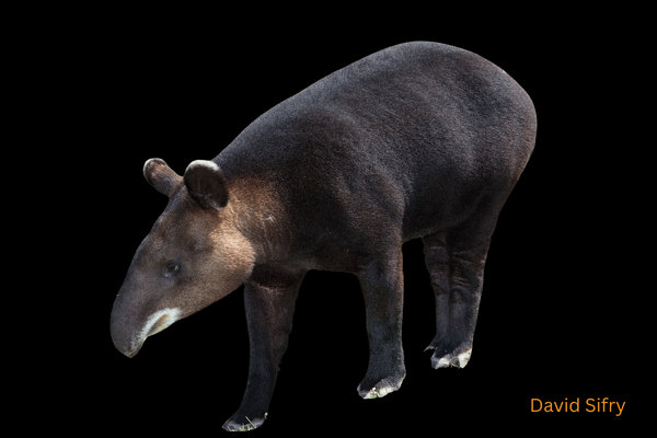 Mountain Tapir (Tapirus pinchaque) in the wild
