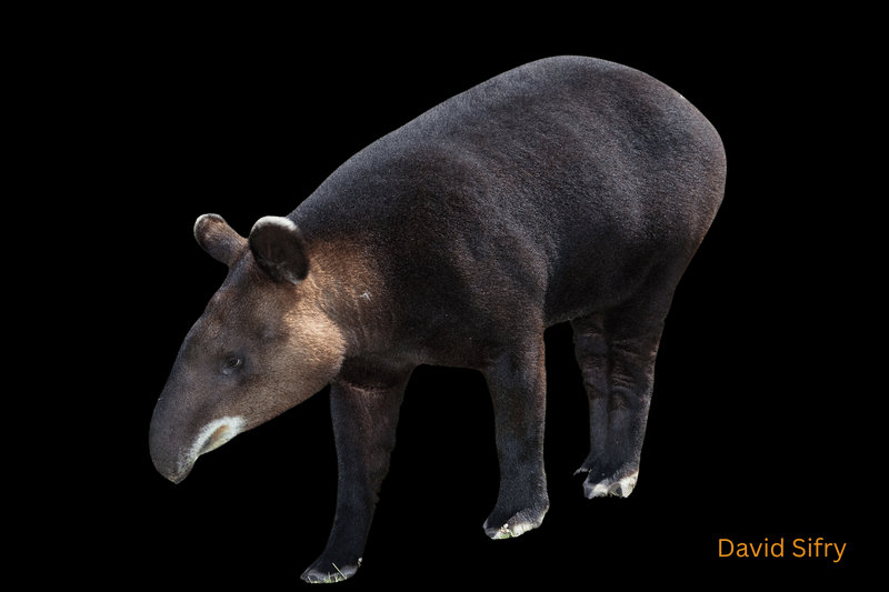 Mountain Tapir (Tapirus pinchaque)