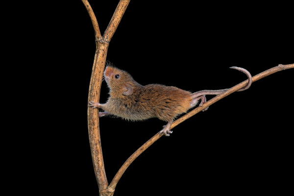 Harvest Mouse (Micromys minutus)                  in the wild