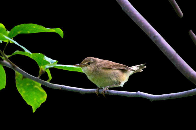 Spotted Flycatcher (Muscicapa striata)            — Europe, Africa (migrant)                              