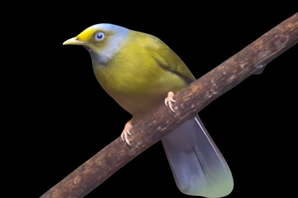 Gray-headed Bulbul (Brachypodius priocephalus) in the wild