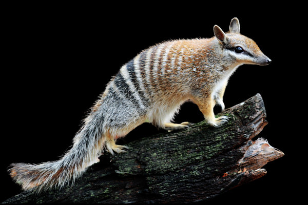 Numbat (Myrmecobius fasciatus) in the wild