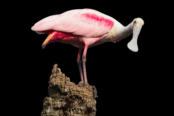 Roseate Spoonbill (Platalea ajaja) in the wild