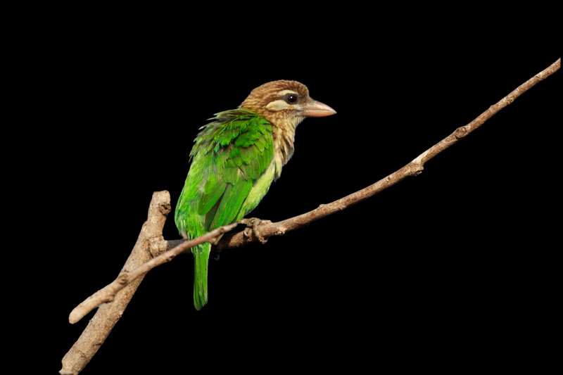 White-cheeked Barbet (Psilopogon viridis)