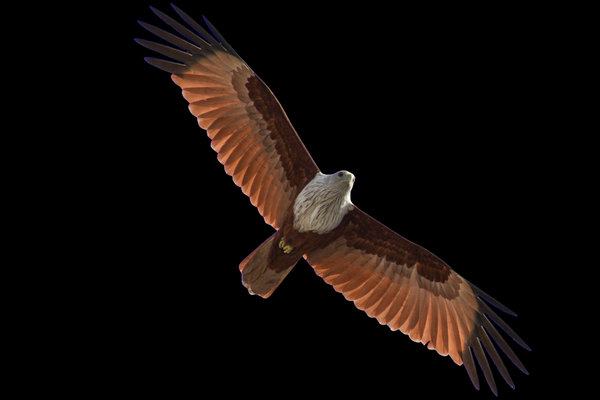 Brahminy Kite (Haliastur indus) in the wild