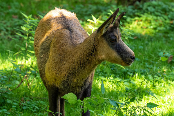 Pyrenean Chamois (Rupicapra pyrenaica) in the wild