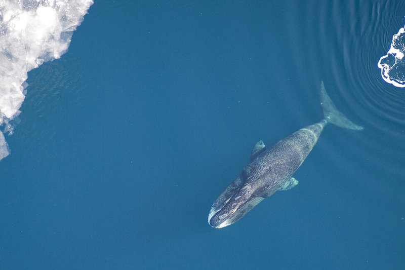 Bowhead Whale (Balaena mysticetus)               