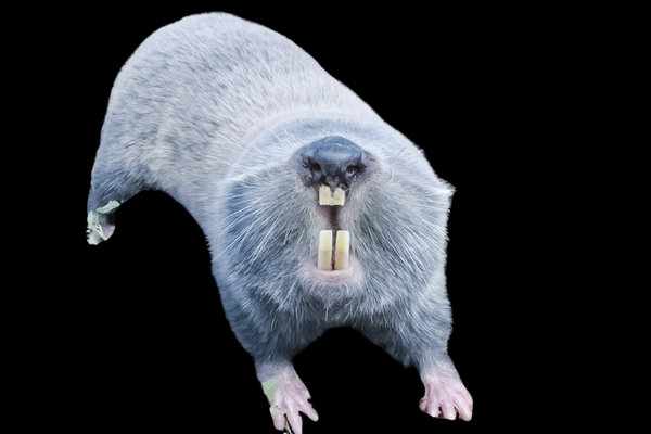Greater Mole Rat (Spalax microphthalmus) in the wild