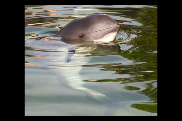 Harbour Porpoise (Phocoena phocoena) in the wild