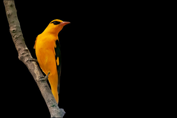 Indian Golden Oriole (Oriolus kundoo) in the wild