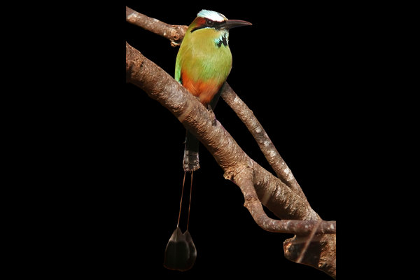 Turquoise-browed Motmot (Eumomota superciliosa) in the wild