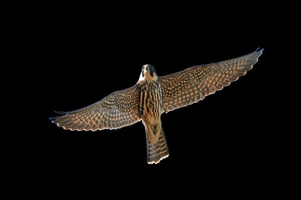 Eurasian Hobby (Falco subbuteo)                   in the wild
