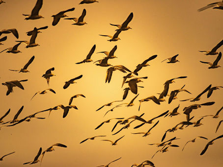 A Comprehensive Guide to Birding