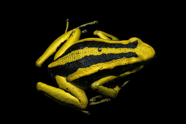 Golden Poison Frog (Phyllobates terribilis) in the wild