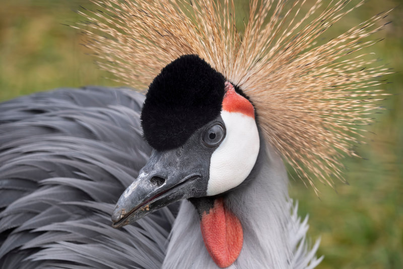 Grey Crowned Crane (Balearica regulorum)