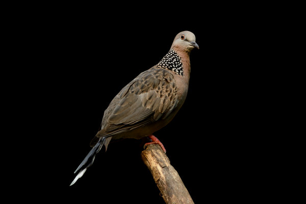 Spotted Dove (Spilopelia chinensis) in the wild