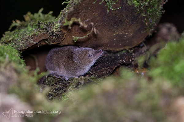 Apennine Shrew (Sorex samniticus)                 in the wild