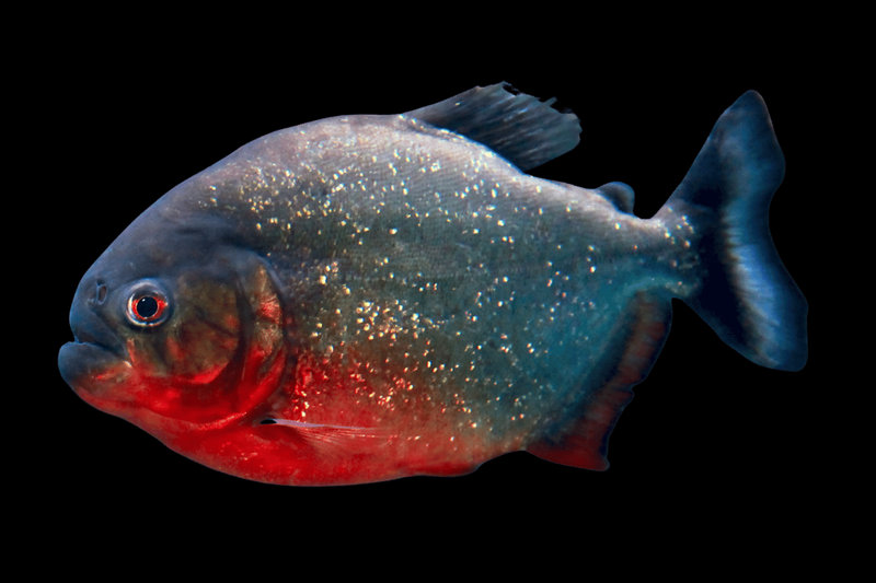 Red-bellied Piranha (Pygocentrus nattereri) — Amazon, Paraguay and Parana basins