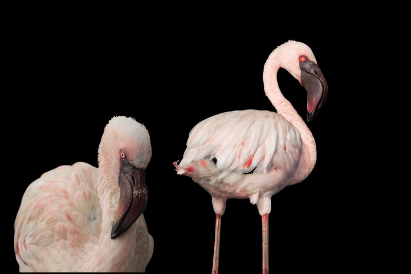 Lesser Flamingo (Phoeniconaias minor)
