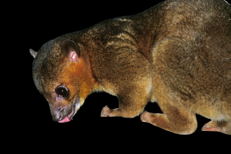 Kinkajou (Potos flavus) — Southern Mexico south through Central America to Bolivia and Brazil; in Mexico in Gulf lowland and Pacific slope forests