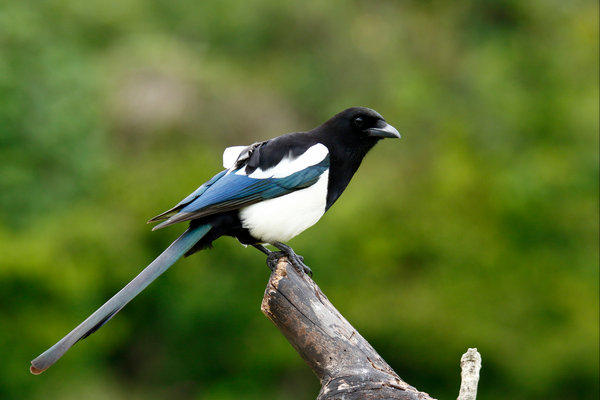 Australian Magpie (Cracticus tibicen) in the wild