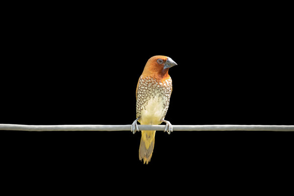 Scaly-breasted Munia (Lonchura punctulata) in the wild
