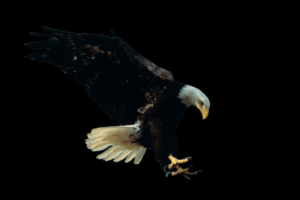 Bald Eagle (Haliaeetus leucocephalus) in the wild