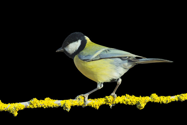Great Tit (Parus major) in the wild