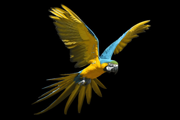 Blue-and-yellow Macaw (Ara ararauna) in the wild