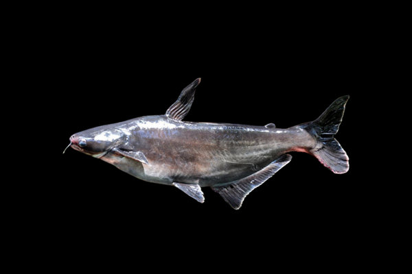 Goan Shark-Catfish (Pangasianodon hypophthalmus) in the wild