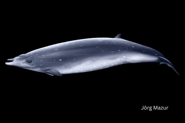 Blainville's Beaked Whale (Mesoplodon densirostris) in the wild