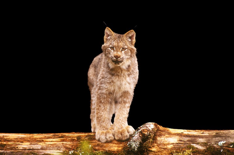 Canada Lynx (Lynx canadensis)