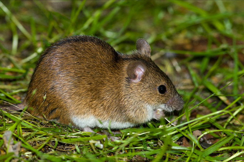 Striped Field Mouse (Apodemus agrarius)           — Eastern Europe, Asia                                  