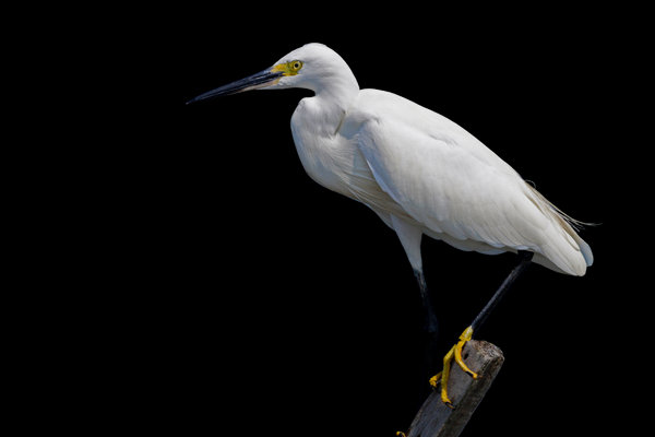 Little Egret (Egretta garzetta) in the wild
