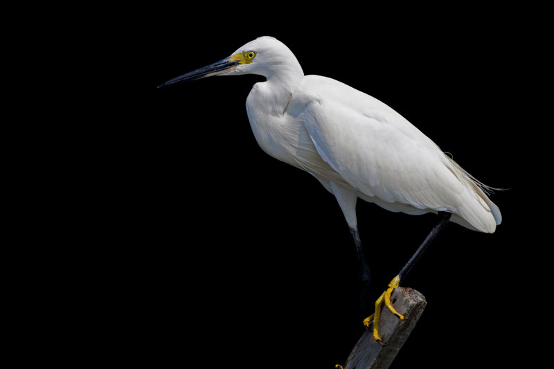 Little Egret (Egretta garzetta) — Indian subcontinent Africa Europe