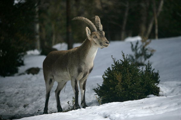 Spanish Ibex (Capra pyrenaica) in the wild