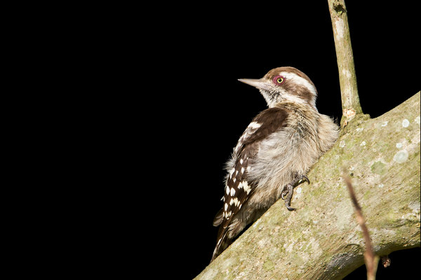 Brown-capped Pygmy Woodpecker (Yungipicus nanus) in the wild