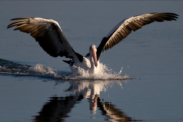 Australian Pelican (Pelecanus conspicillatus) in the wild
