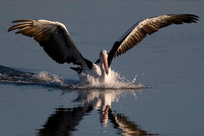Australian Pelican (Pelecanus conspicillatus) — Throughout Australia, coastal/inland, occasionally Tasmania