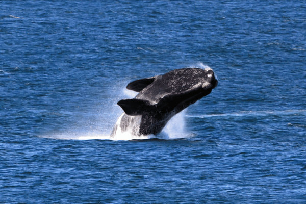 Southern Right Whale (Eubalaena australis) in the wild